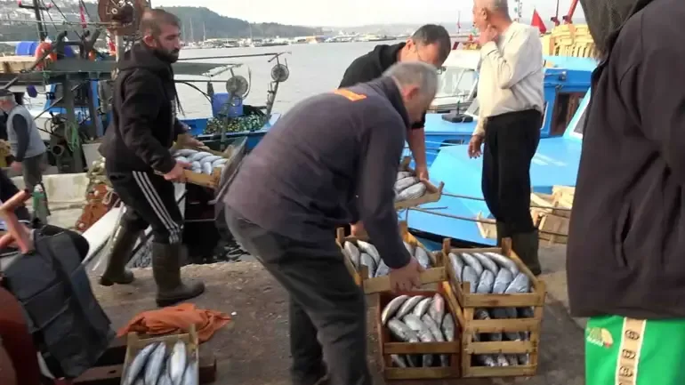 Şile’de palamut bolluğu; kasası 600 liradan satıldı